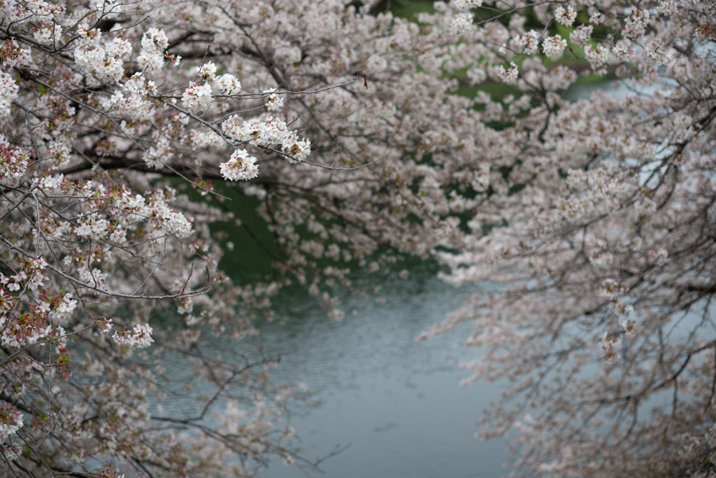 spring for tokyoites 2023