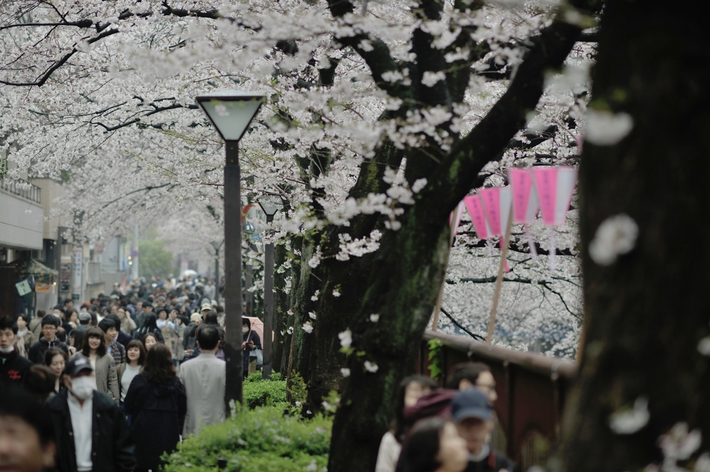spring for tokyoites