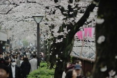 spring for tokyoites