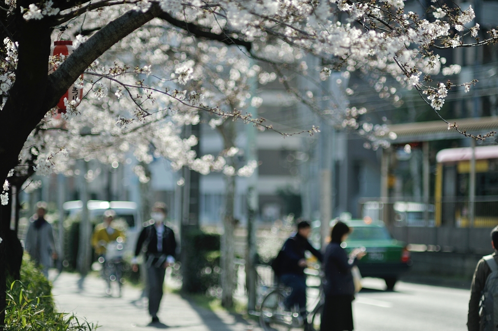 spring for tokyoites 2019
