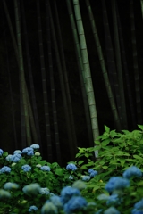 bamboo and hydrangea