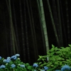 bamboo and hydrangea