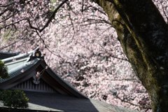 spring for tokyoites 2026