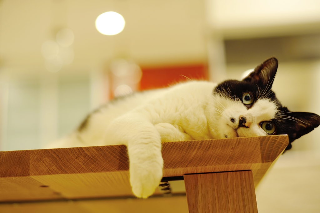 東京ぐうたら猫