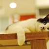 東京ぐうたら猫