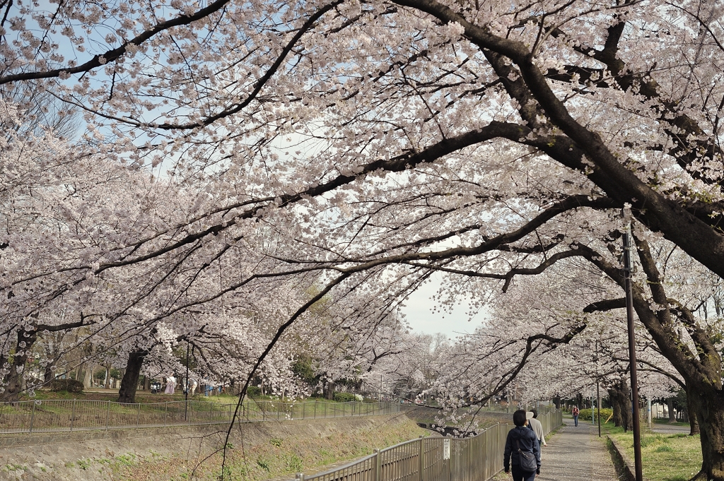 spring for tokyoites 2022