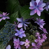 紫陽花