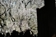spring for tokyoites 2018