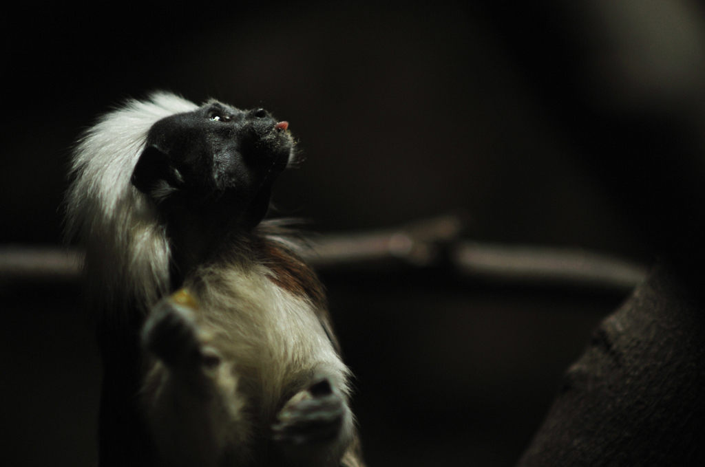 cottontop tamarin