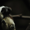 cottontop tamarin