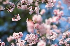 spring for tokyoites 2025