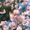 spring for tokyoites 2025