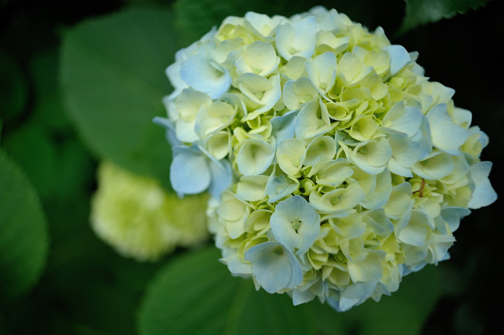 初紫陽花