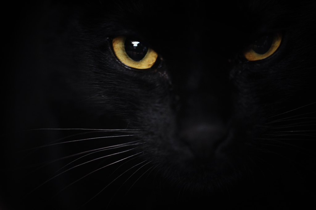 B-CAT