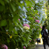 紫陽花の季節