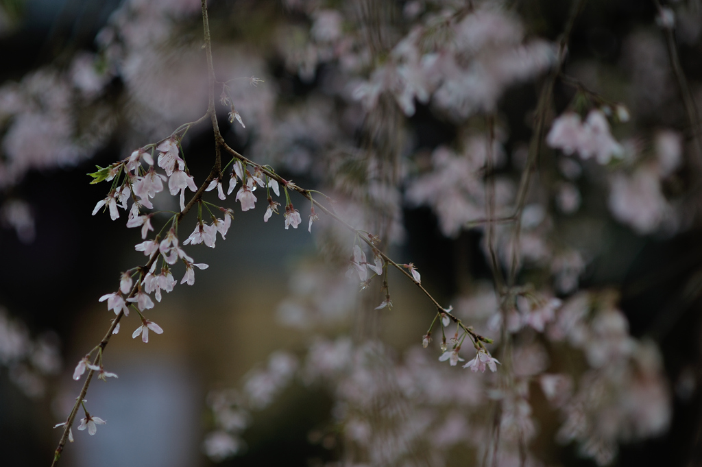 spring for tokyoites 2021