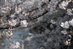 spring for tokyoites 2025