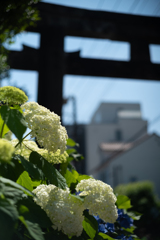 白山神社 あじさい祭り