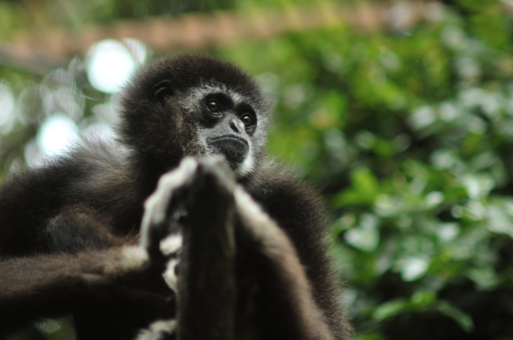 white handed gibbon