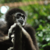 white handed gibbon