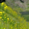 spring for tokyoites