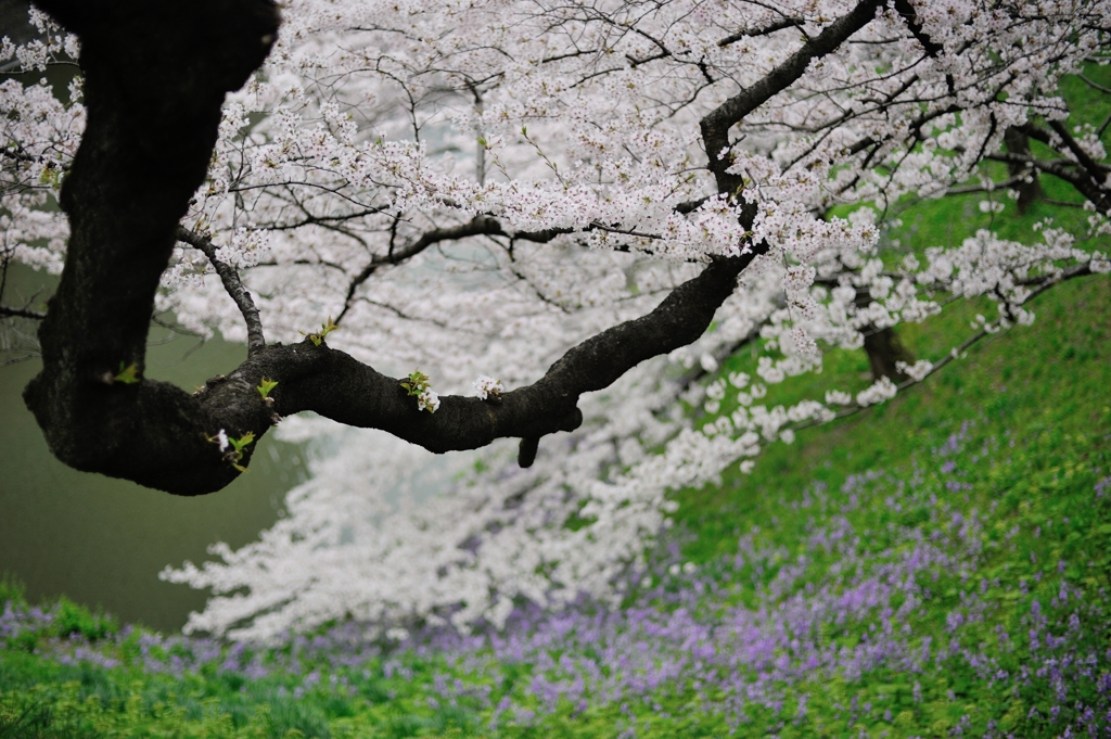 the Chidorigafuchi Moat