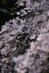 spring for tokyoites 2026