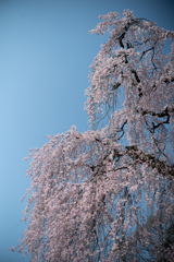 spring for tokyoites 2026