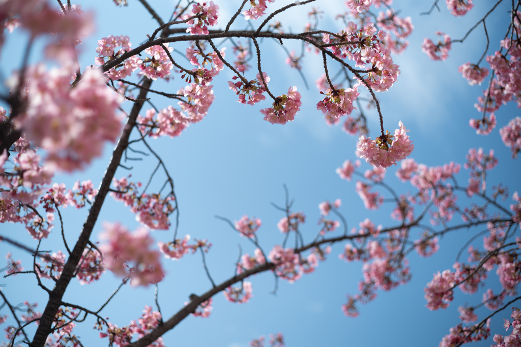spring for tokyoites 2025