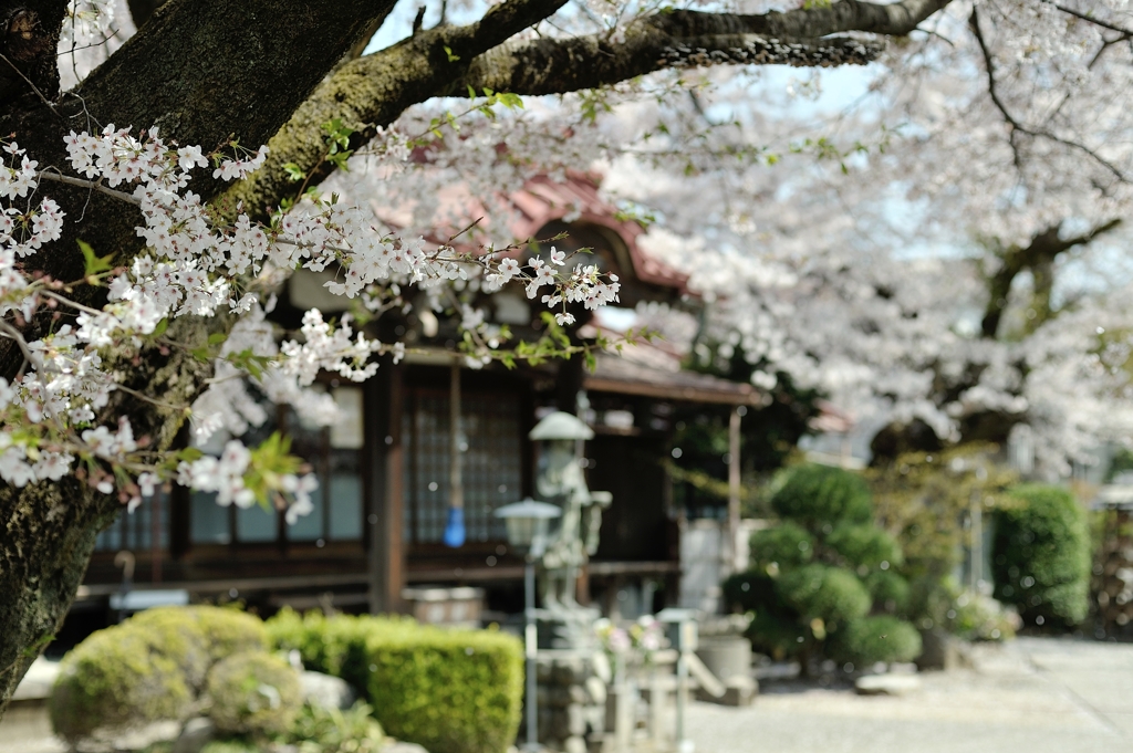 spring for tokyoites 2018