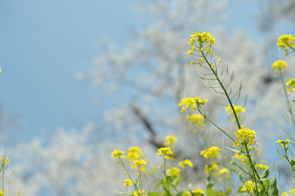 spring for tokyoites 2018