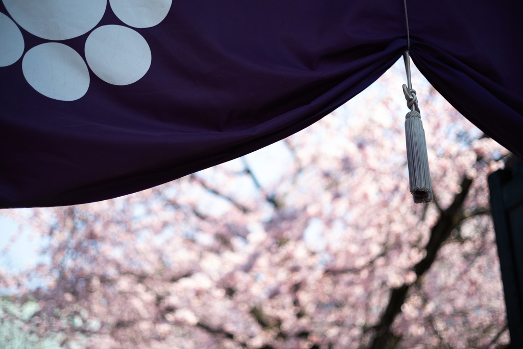 spring for tokyoites 2025