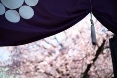 spring for tokyoites 2025