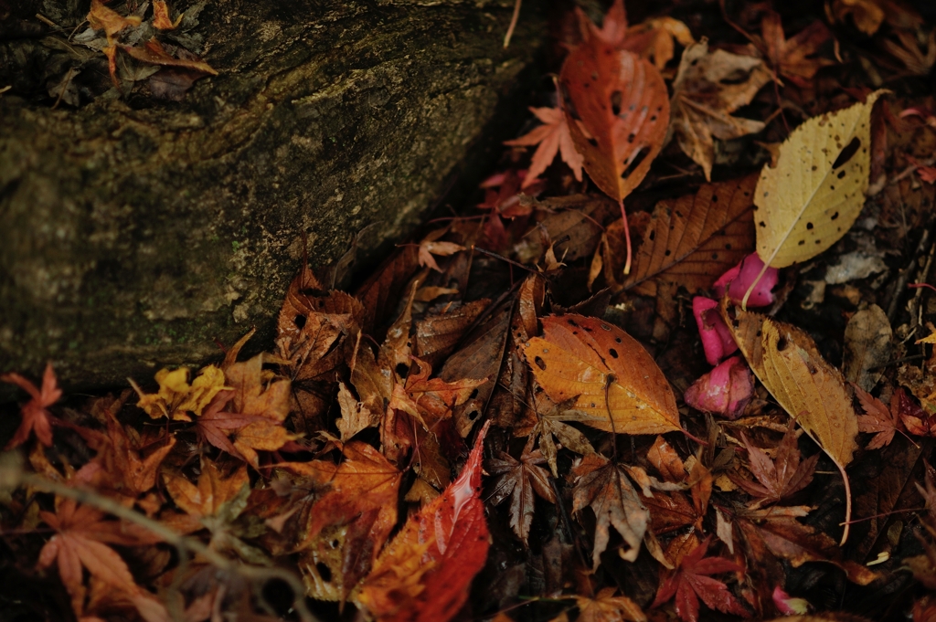 autumn for tokyoites 2019