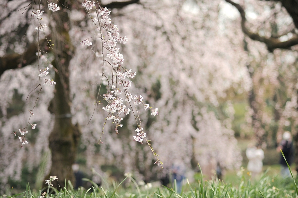 spring for tokyoites 2022