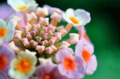 flowes 6