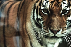 Siberian tiger　-RAW-