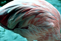 pink-marble