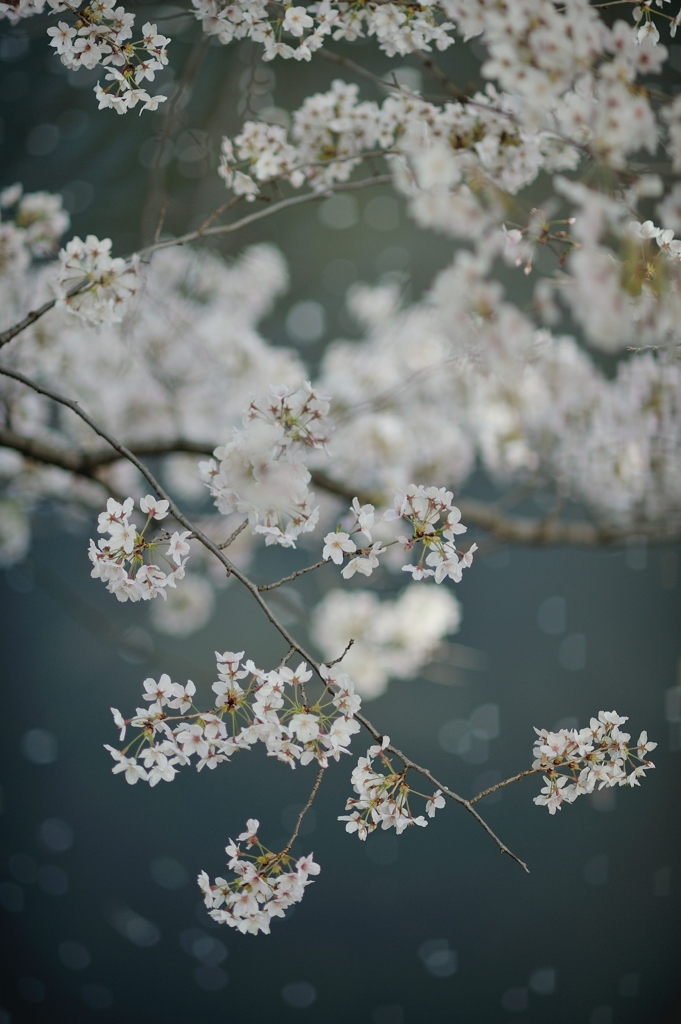 spring for tokyoites 2020