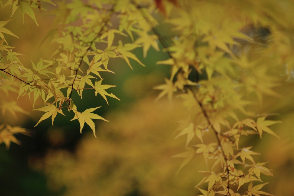 autumn for tokyoites 2019