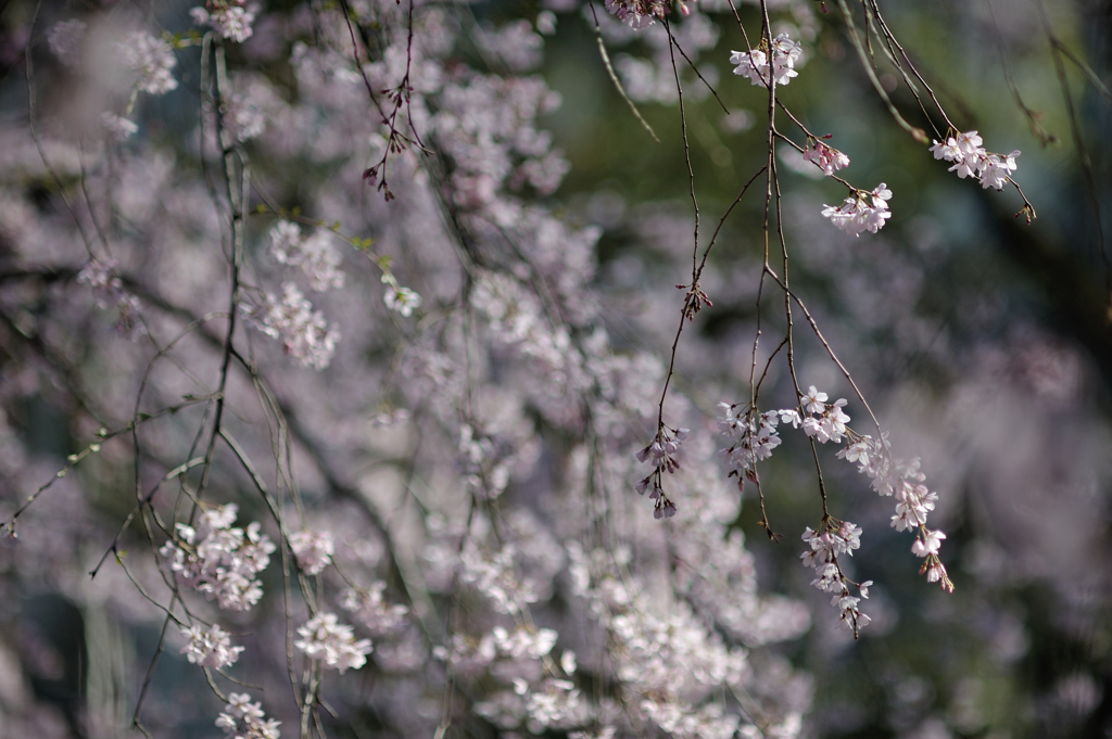 spring for tokyoites 2019