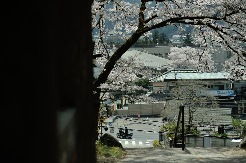 spring for tokyoites 2018
