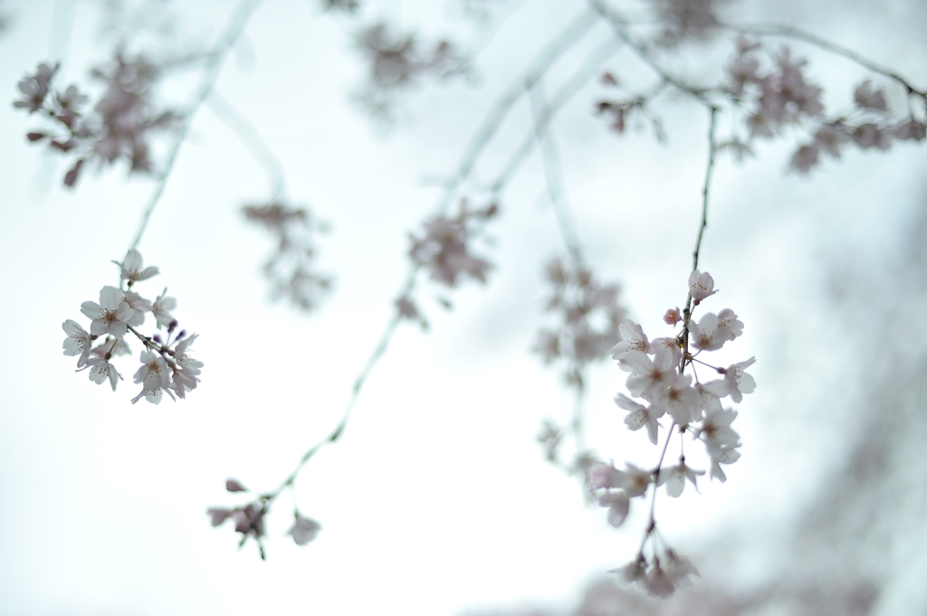 spring for tokyoites