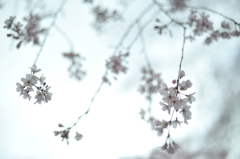 spring for tokyoites