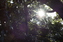 spring for tokyoites 2026