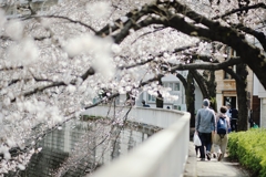 spring for tokyoites 2020