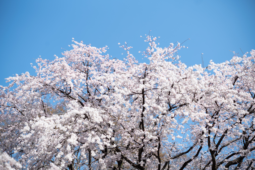 spring for tokyoites 2023