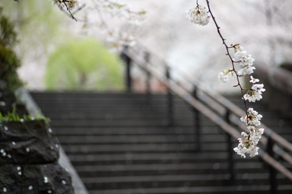 spring for tokyoites 2025