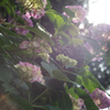 紫陽花の季節