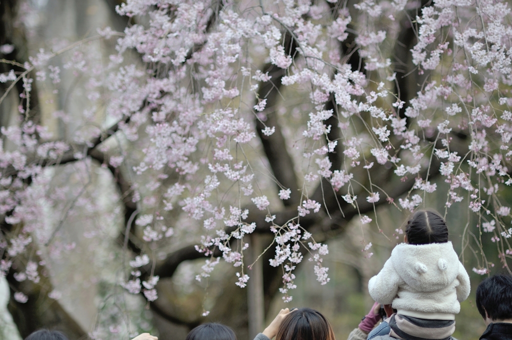 spring for tokyoites